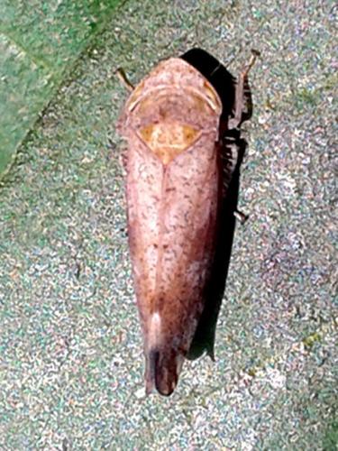 Fieberiella sp.